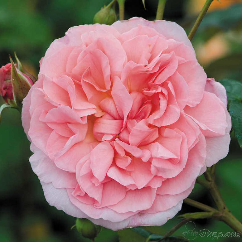Rosa Gr Strawberry (Роза Гр Страуберри) B70
