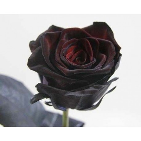 Rosa gr black naomi (Роза гр блэк наоми) В70