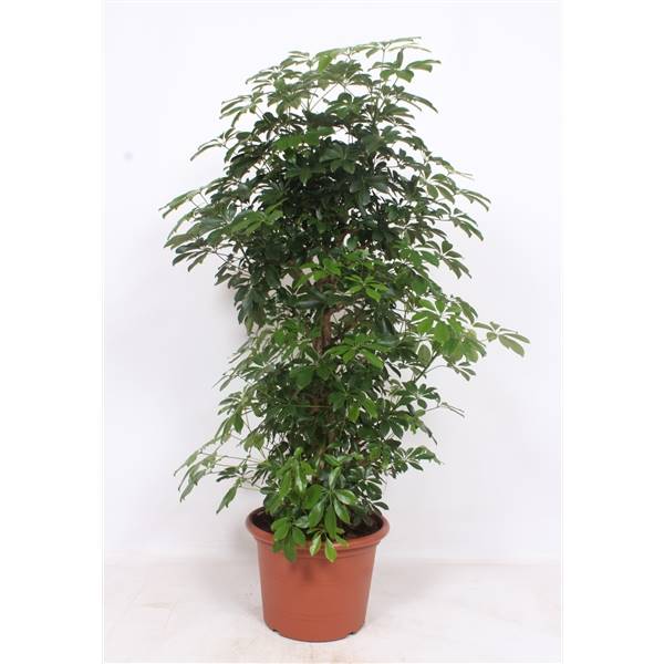 Компакта Шеффлера ( Schefflera Compacta ) W 45 см H 190 см