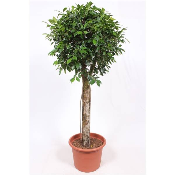 Фикус Нитида ( Ficus Nitida ) W 45 см H 180 см