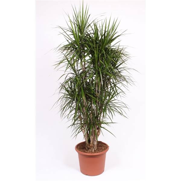 Драцена маргинальная ( Dracaena Marginata ) W 45 см H 190 см