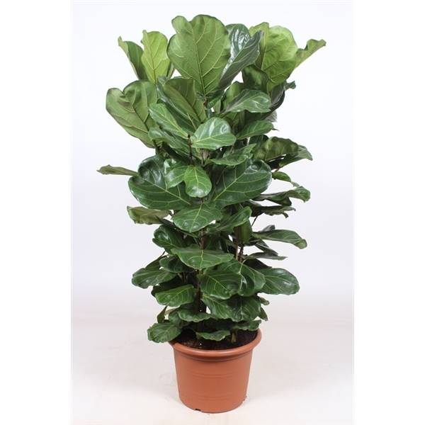 Фикус Лиратный 4 штуки за горшок ( Ficus Lyrata 4 per Pot ) W 45 см H 180 см