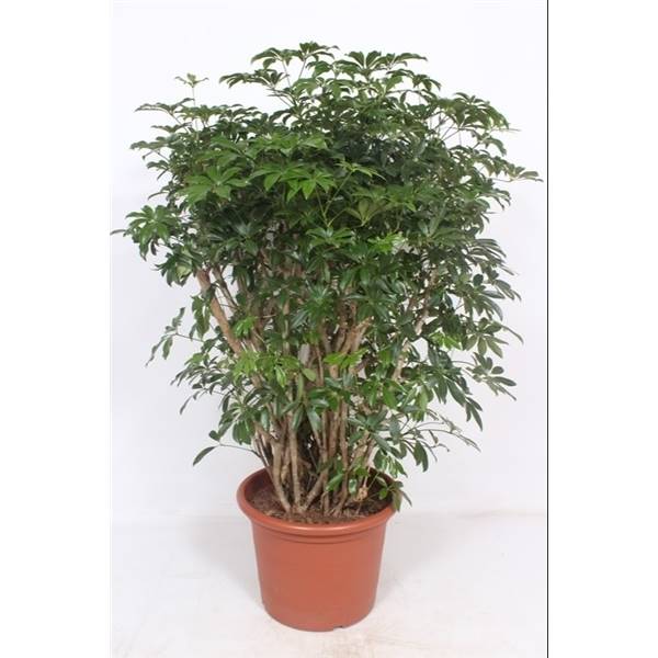 Компакта Шеффлера ( Schefflera Compacta ) W 50 см H 170 см