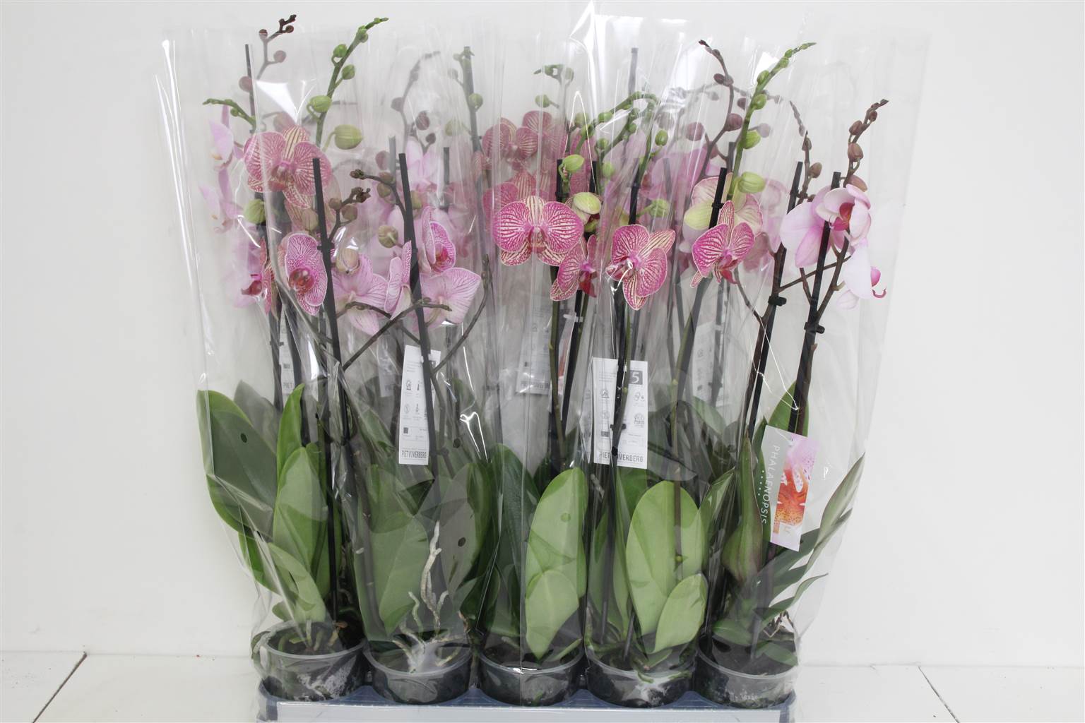 Фаленопсис Ов Розовый 2 стебля ( Phalaenopsis Ov Pink 2 stem ) W 12 см H 60 см