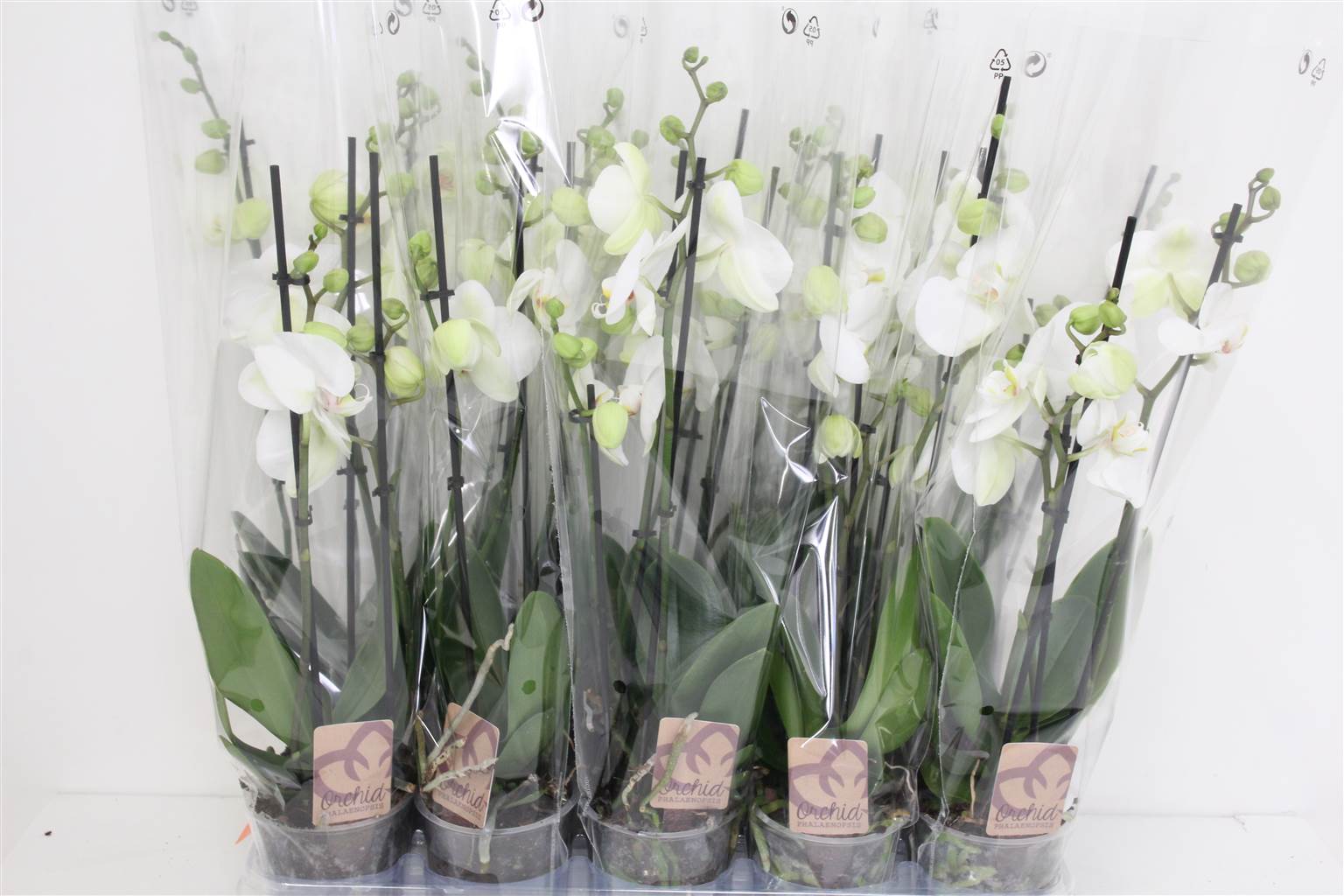 Фаленопсис Ов Белый 3 стебля ( Phalaenopsis Ov White 3 stem ) W 12 см H 50 см