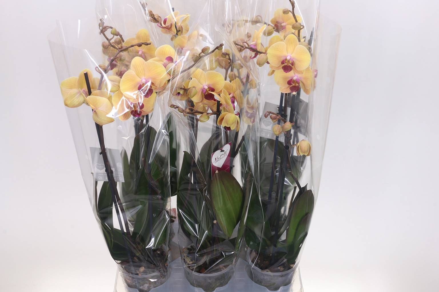 Фаленопсис Золотая Красавица 2 голоса ( Phalaenopsis Golden Beauty 2 stem ) W 12 см H 55 см