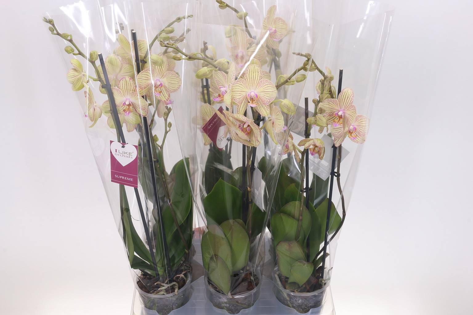 Фаленопсис Туринский 2 стебля ( Phalaenopsis An Torino 2 stem ) W 12 см H 55 см