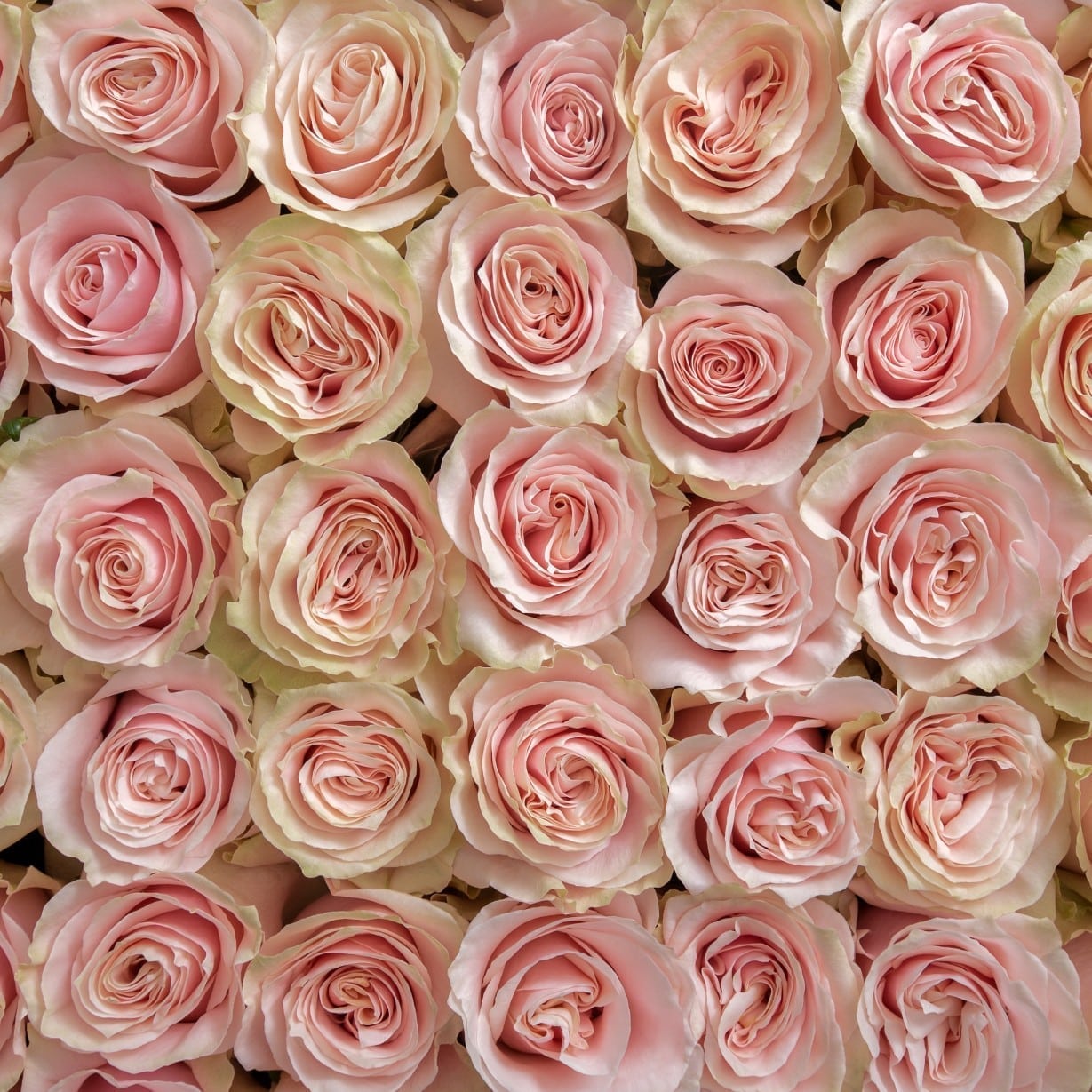 Rosa Gr Pink Mondial ( Пинк Мондиал ) В50 SUNSET VALLEY