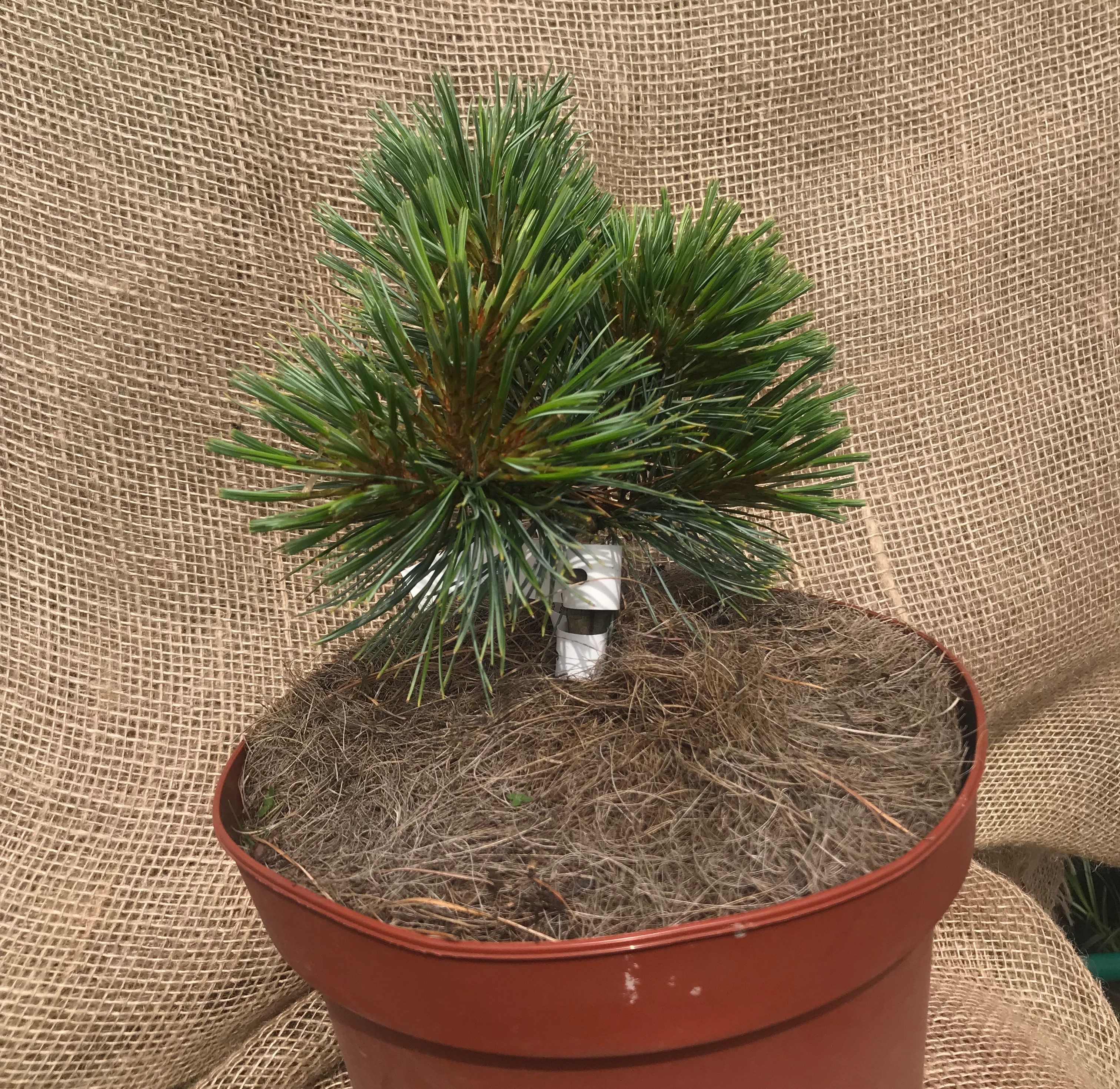 Pinus koraiensis la Lao yang