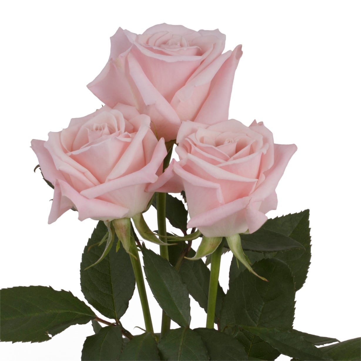 Rosa Gr Sweet Escimo ( Свеет Ескимо ) В60 Rosa Prima