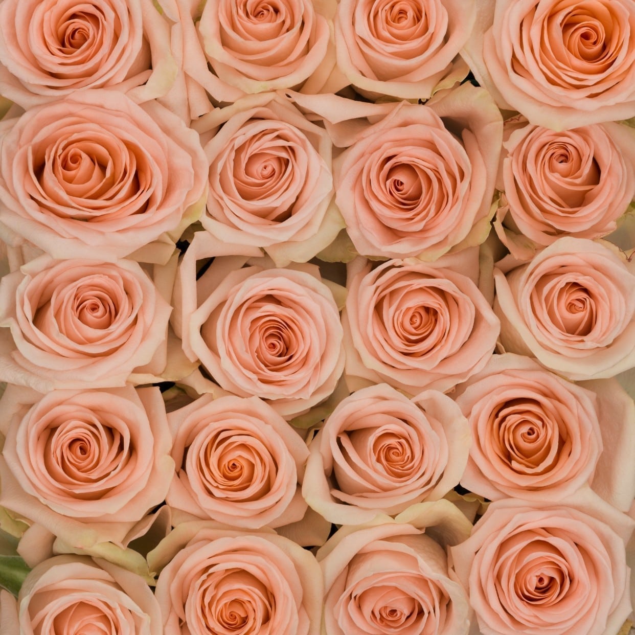 Розы тиффани купить доставка цветов вднх