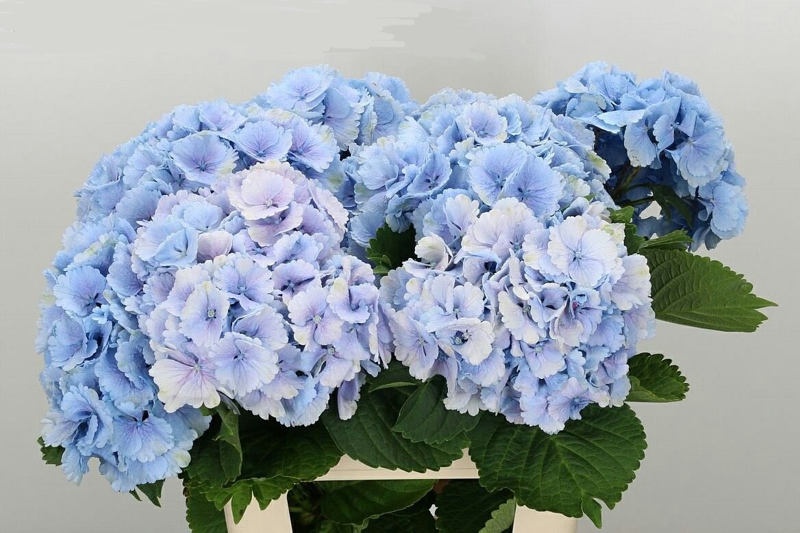 Hydrangea lollipop blue (Гортензия Лоллипоп блу) В60