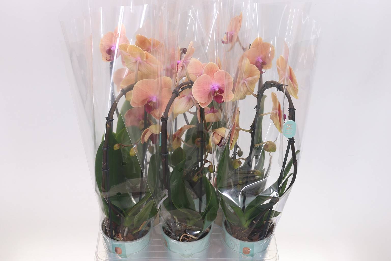 Цветок фаленопсиса Carrbean Dream 1 голос ( Phalaenopsis Flow Carrbean Dream 1 stem ) W 12 см H 45 с