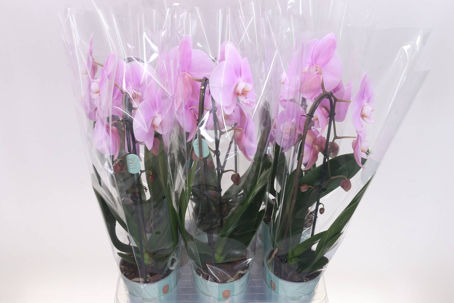 Фаленопсис Розовый Наоми 1 голос ( Phalaenopsis Flow Pink Naomi 1 stem ) W 12 см H 45 см