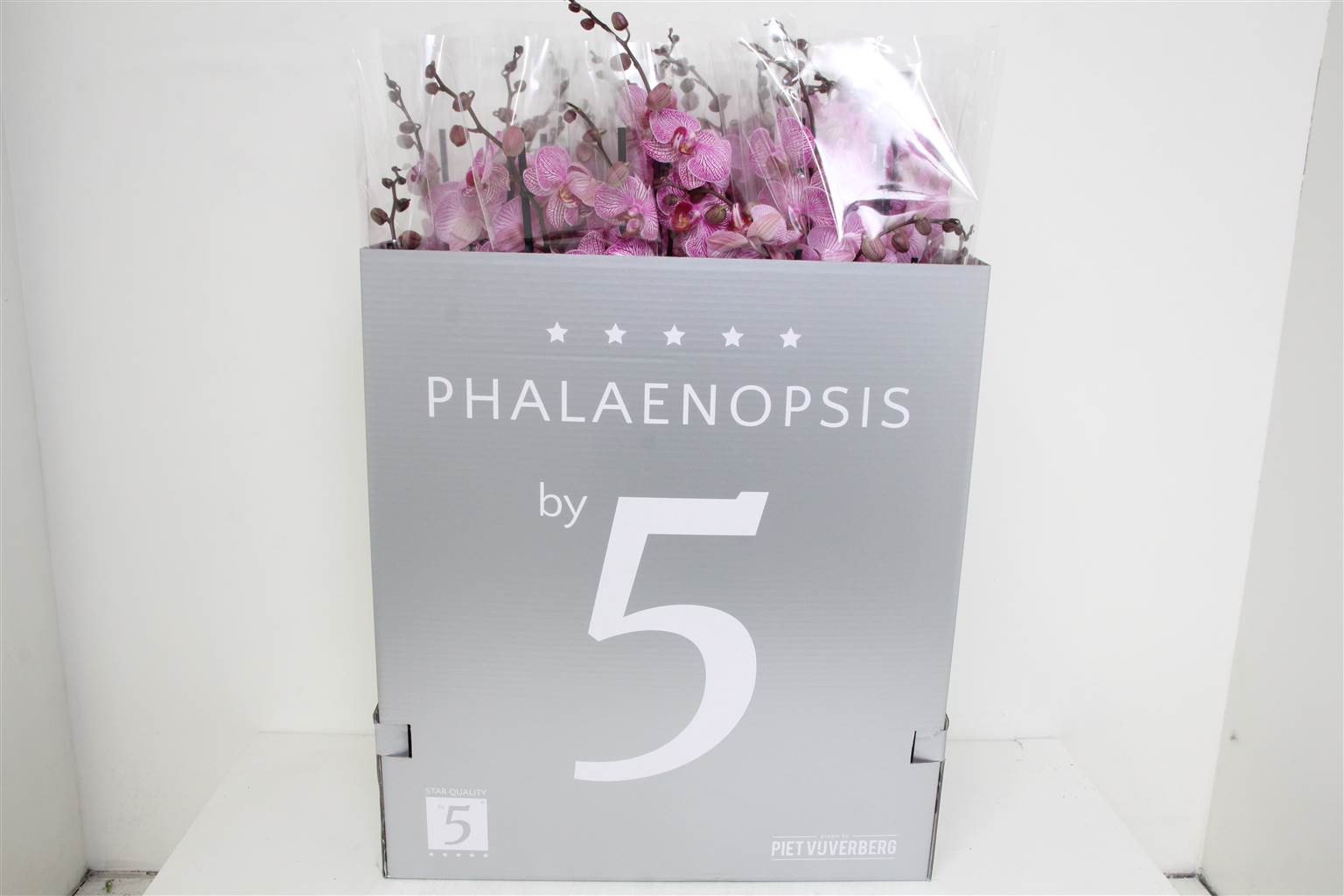 Фаленопсис в Праге 3 голоса ( Phalaenopsis An Prague 3 stem ) W 12 см H 70 см