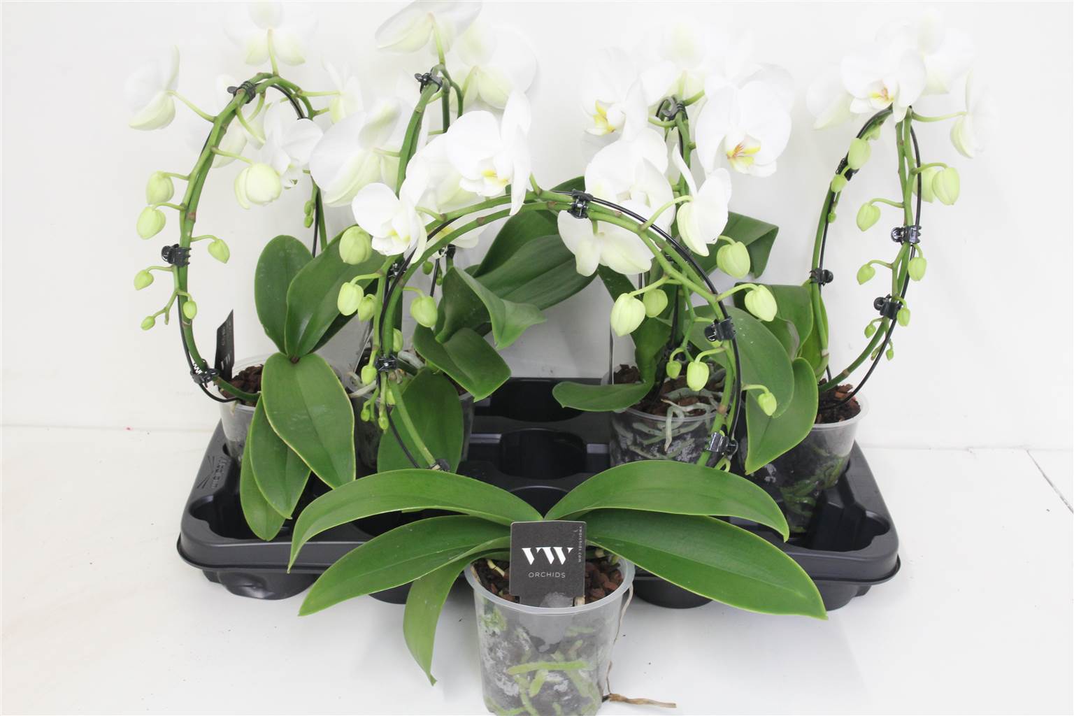 Фаленопсис Ов Белая Зеркальная Арка 2 стебля ( Phalaenopsis Ov White Spiegelboog 2 stem ) W 12 см H