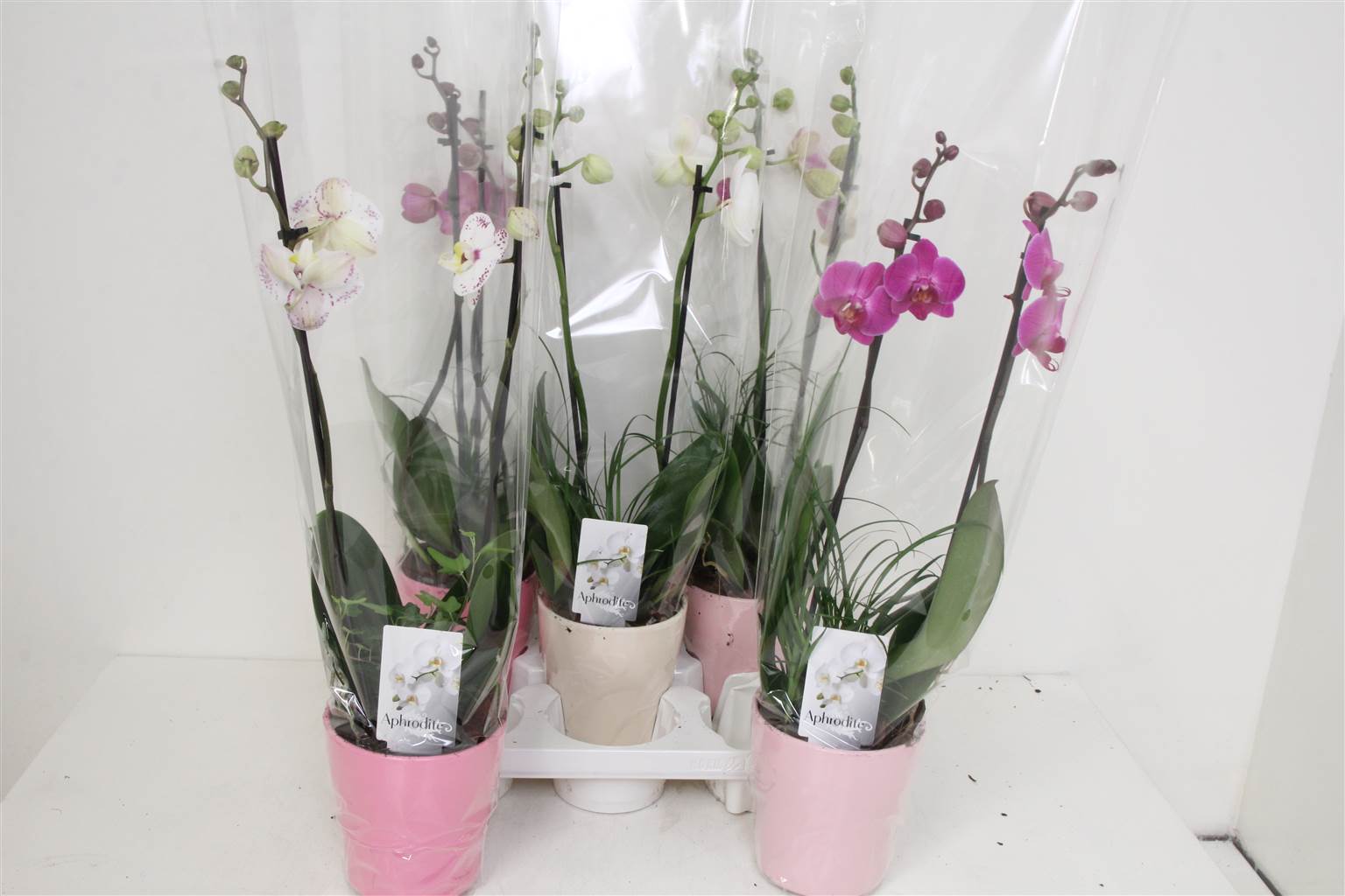 Фаленопсис Смешанный Валентин Керамический # ( Phalaenopsis Mixed Valentine Ceramic # ) W 12 см H 55