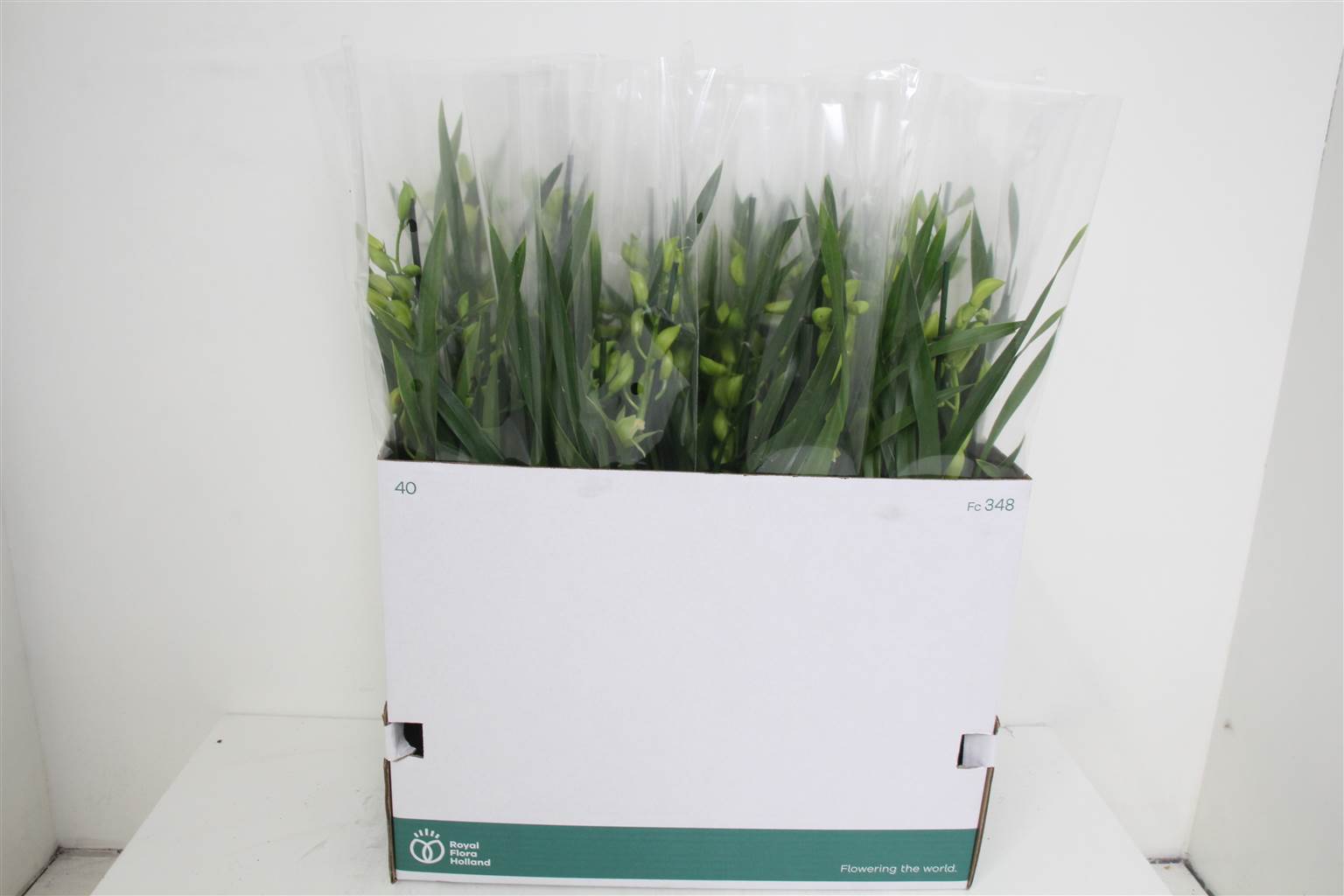 Цимбидиум ОВ зеленый 2 стебля ( Cymbidium Ov Green 2 stem ) W 14 см H 70 см