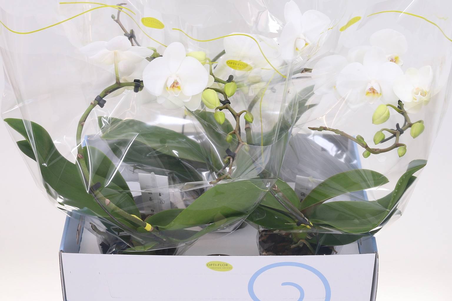 Фаленопсис Балетто Крыло Белое ( Phalaenopsis Baletto Wing White ) W 12 см H 45 см