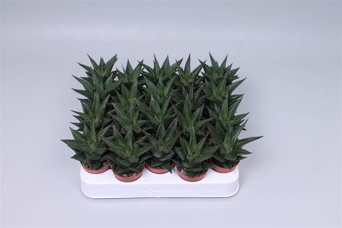 Хавортия Лимифолия ( Haworthia Limifolia ) W 5 см H 10 см