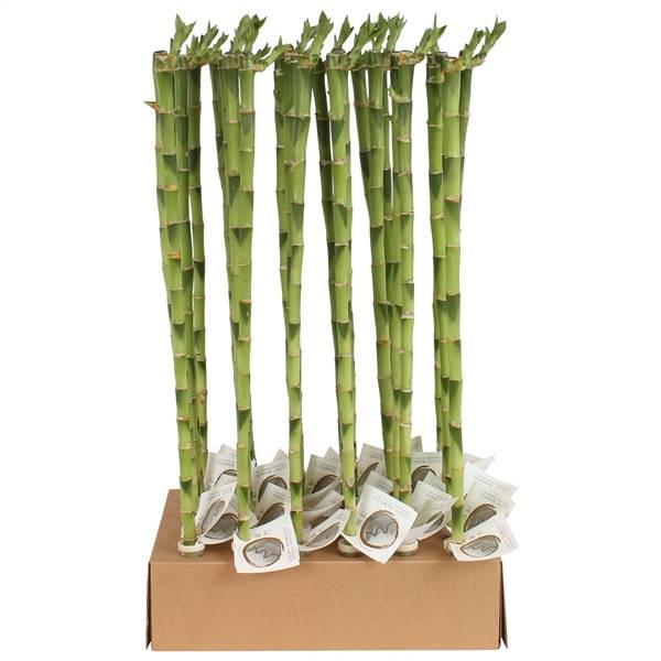 Счастливый бамбуковый стебель Прямой 60 см в трубке и картонной Т ( Lucky Bamboo Stem Straight 60cm