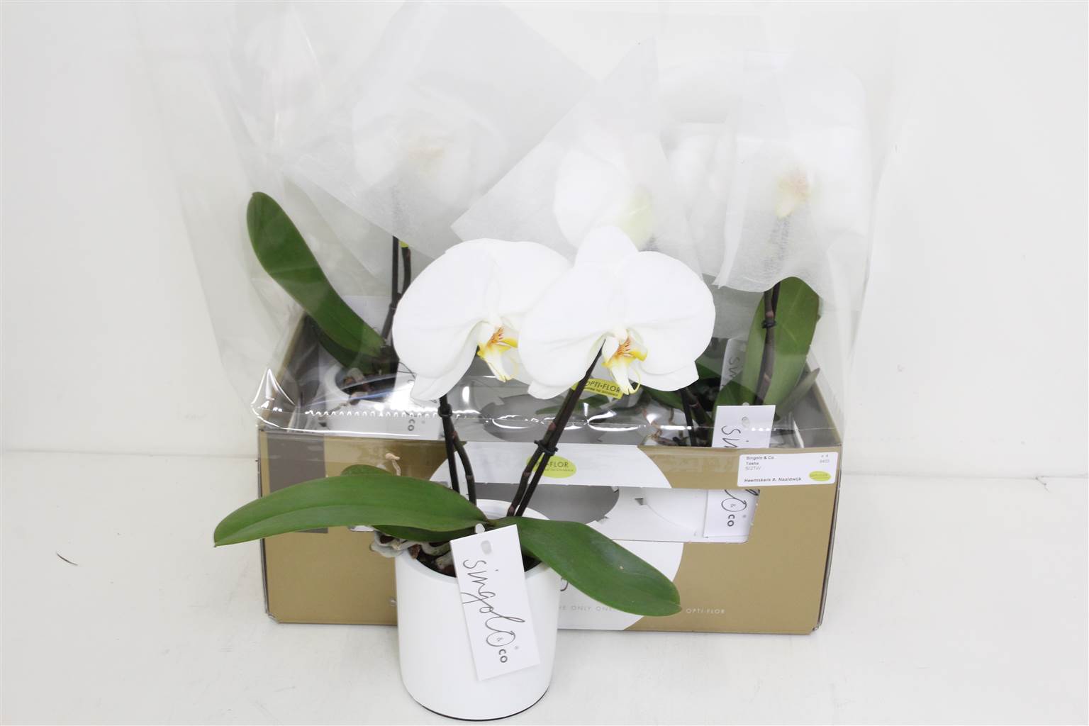 Фаленопсис Синголо Белый 2 стебля ( Phalaenopsis Singolo White 2 stem ) W 9 см H 40 см