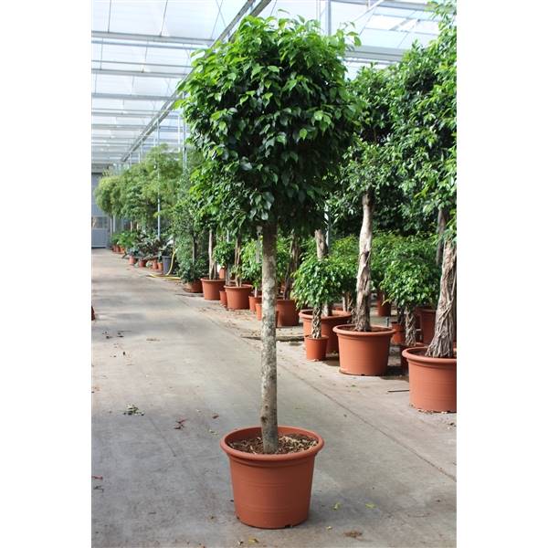 Фикус Столбчатый ( Ficus Columnar ) W 55 см H 270 см