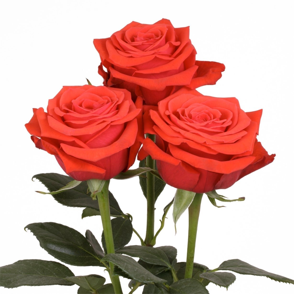 Rosa Gr Nina ( Нина ) В60 Star Roses