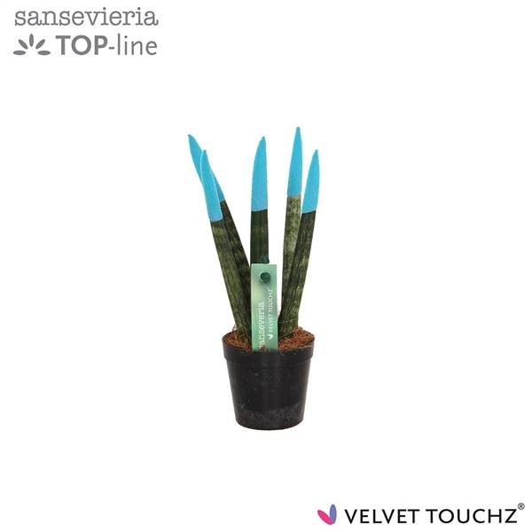 Сансевиерия Бархатное прикосновение ( Sansevieria Velvet Touchz Aqua ) W 6 см H 18 см
