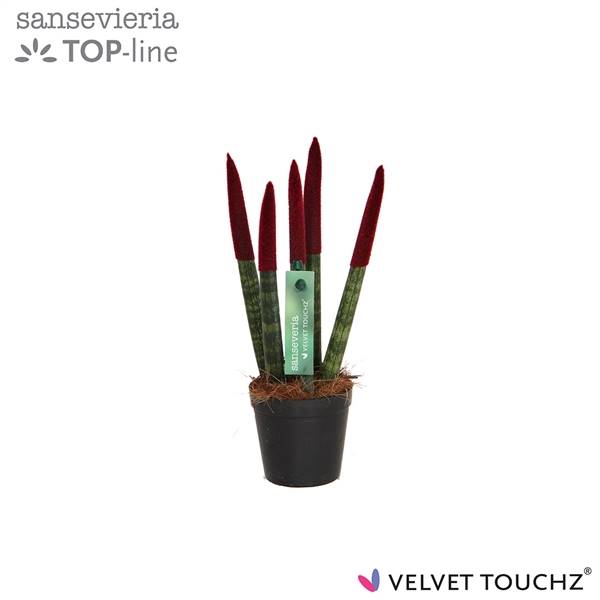 Сансевиерия Бархатное прикосновение ( Sansevieria Velvet Touchz Bordeaux ) W 6 см H 18 см