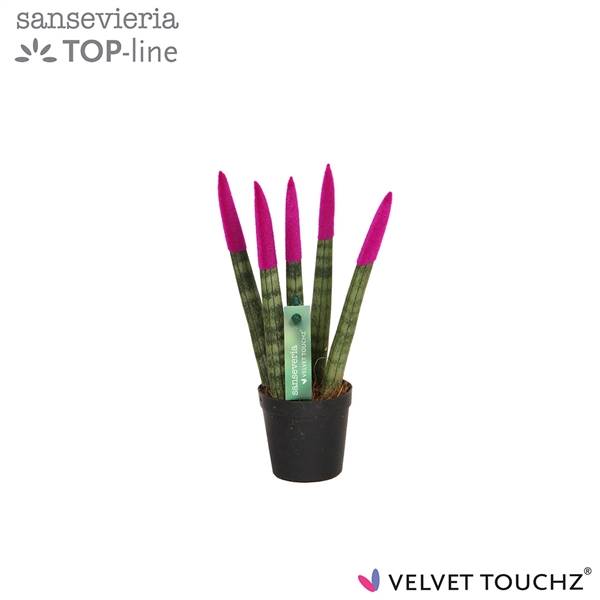 Сансевиерия Бархатное прикосновение ( Sansevieria Velvet Touchz Fuchsia ) W 6 см H 18 см