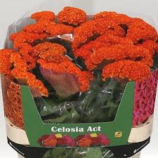 Celosia C Extrem Orange (Целозия Экстрим Оранж) В75