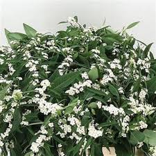 Euphorbia Fu White (Эуфорбия Фу Вайт) В70