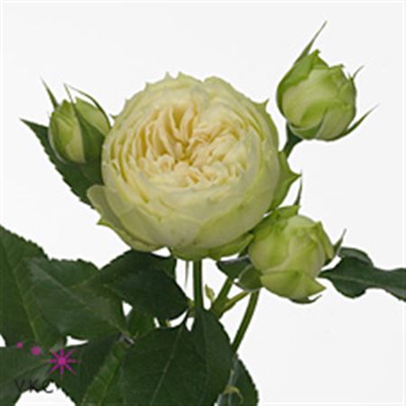 Rosa Tr Blanchette (Роза Тр Бланшетт) В50