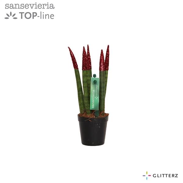 Сансевиерия Бархатное прикосновение ( Sansevieria Velvet Touchz Glitterz Red ) W 6 см H 18 см