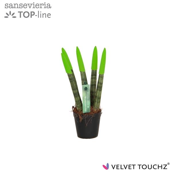 Сансевиерия Бархатное прикосновение ( Sansevieria Velvet Touchz Green ) W 6 см H 18 см