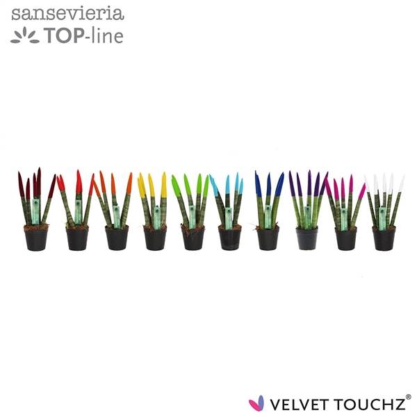 Сансевиерия Бархатное прикосновение ( Sansevieria Velvet Touchz Mixed ) W 6 см H 18 см