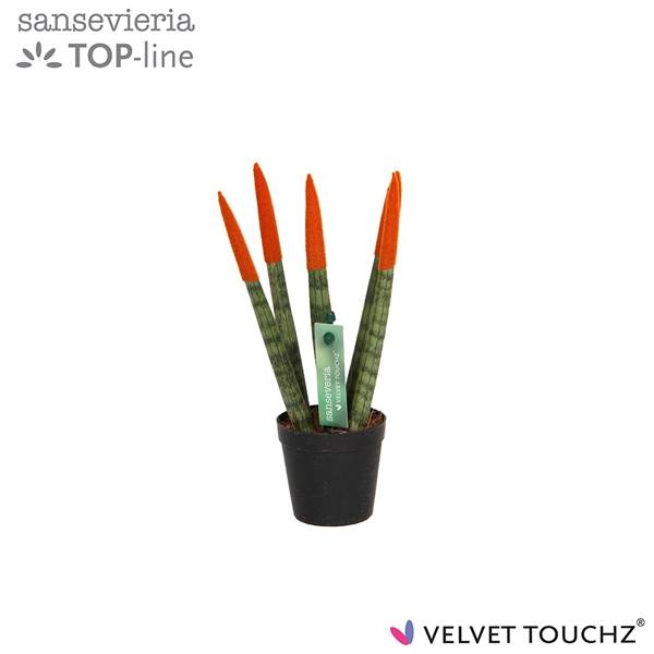 Сансевиерия Бархатное прикосновение ( Sansevieria Velvet Touchz Orange ) W 6 см H 18 см