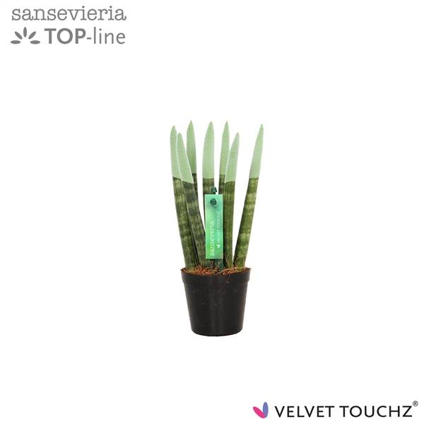 Сансевиерия Бархатное прикосновение ( Sansevieria Velvet Touchz Pastel Green ) W 6 см H 18 см