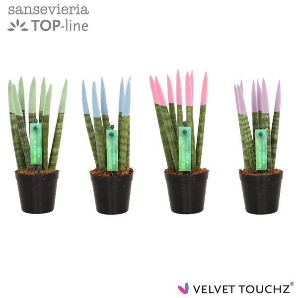 Сансевиерия Бархатное прикосновение ( Sansevieria Velvet Touchz Pastel Mixed ) W 6 см H 18 см