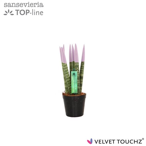 Сансевиерия Бархатное прикосновение ( Sansevieria Velvet Touchz Pastel Purple ) W 6 см H 18 см