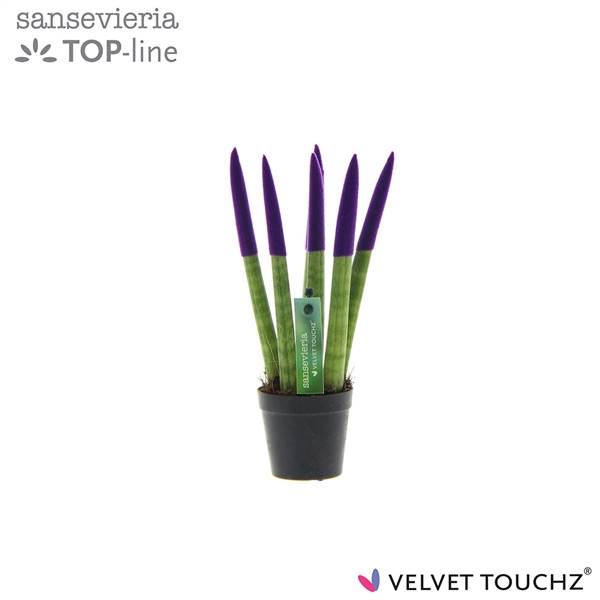 Сансевиерия Бархатное прикосновение ( Sansevieria Velvet Touchz Purple ) W 6 см H 18 см