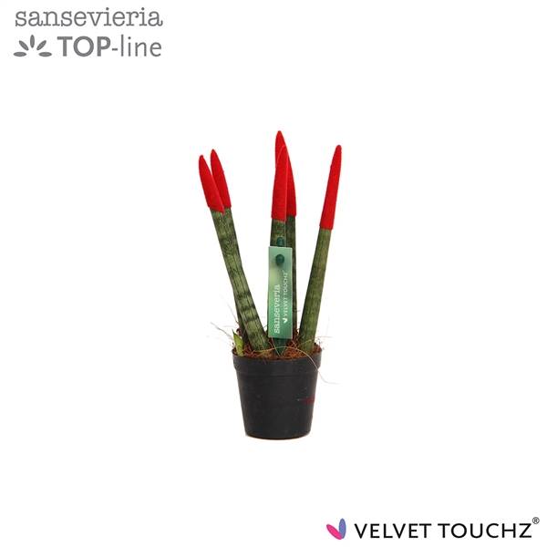 Сансевиерия Бархатное прикосновение ( Sansevieria Velvet Touchz Red ) W 6 см H 18 см