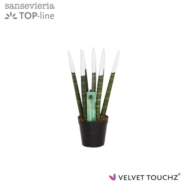 Сансевиерия Бархатное прикосновение ( Sansevieria Velvet Touchz White ) W 6 см H 18 см