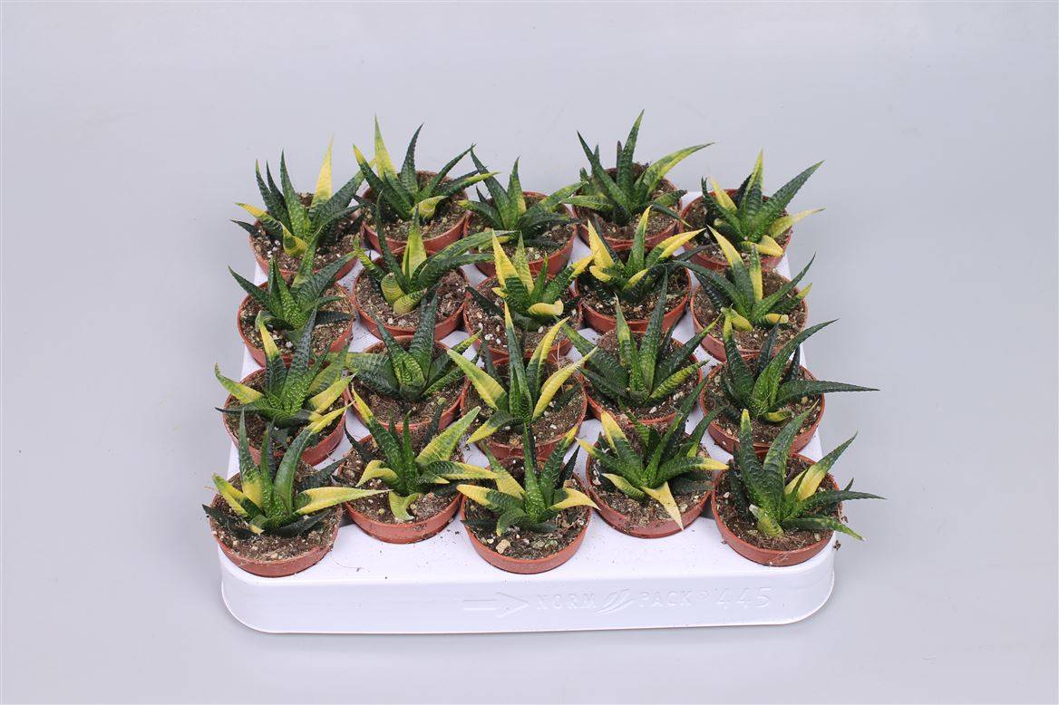 Хавортия Лимифолия Вариагата ( Haworthia Limifolia Variagata ) W 5 см H 15 см