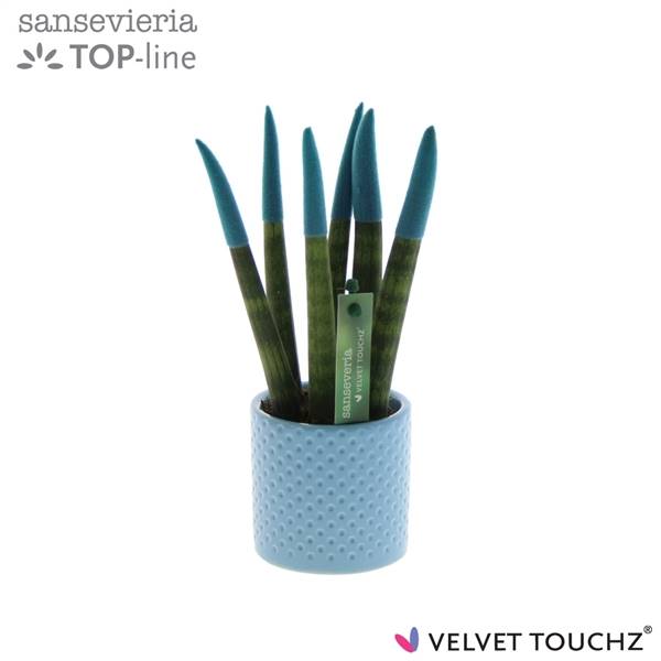 Сансевиерия Бархатное прикосновениеz Аквамарин с керамикой в горошек ( Sansevieria Velvet Touchz Aqu