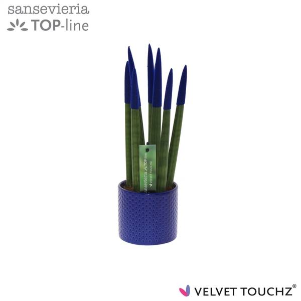 Sansevieria Velvet Touchz ② Синий С Керамикой в Горошек ( Sansevieria Velvet Touchz Blue Met Dots Ke