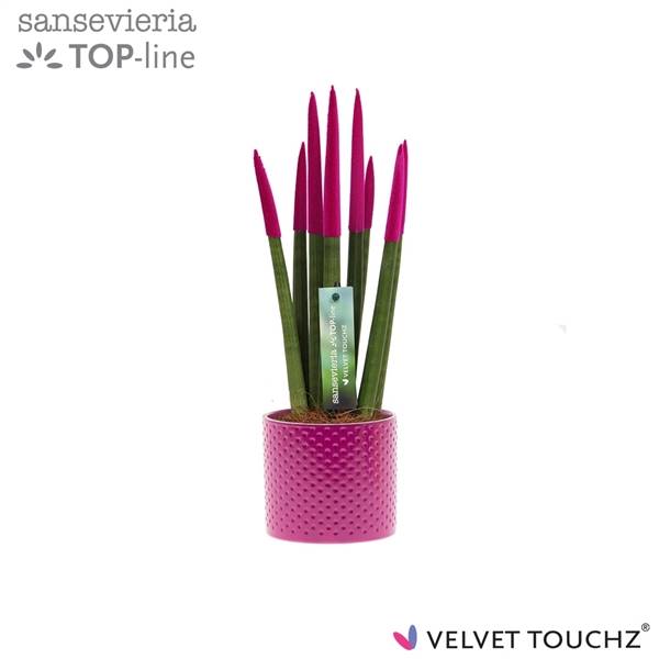 Сансевиерия Бархатное Прикосновение Цвета Фуксии С Точками Керами ( Sansevieria Velvet Touchz Fuchsi