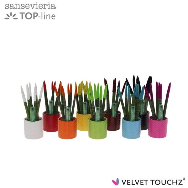 Сансевиерия Бархатное прикосновение, смешанное с керамикой в горошек ( Sansevieria Velvet Touchz Mix