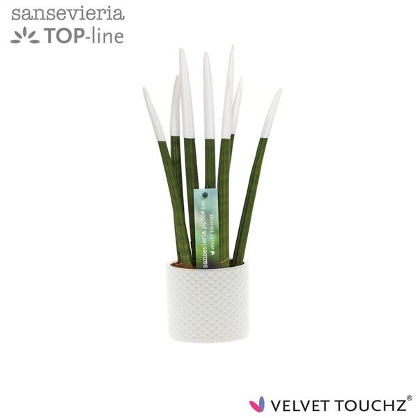 Сансевиерия Бархатное прикосновениеz белая с точками керамика ( Sansevieria Velvet Touchz White Met